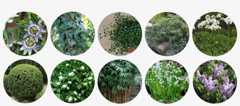 Terraza Mimi Plantas - Chaotic Alignment Chart Gay, transparent png #1104251