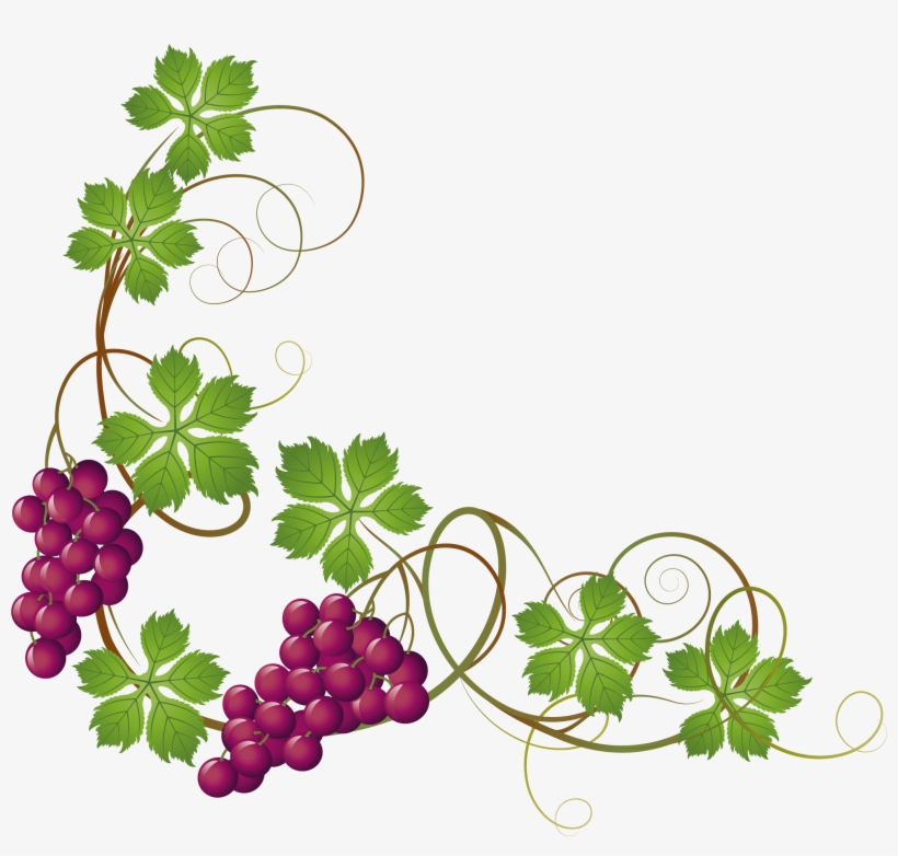 Grape Vine At Getdrawings Com Free For - Grape Vines Clipart, transparent png #1104368