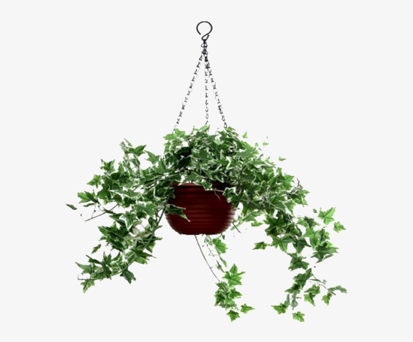 Plantas Colgantes Png Planta Colgante Png Sin Fondo Free Transparent Png Download Pngkey