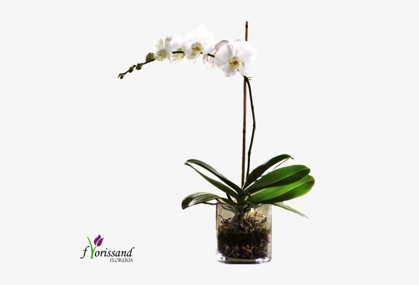Phalenopsis - Ftd White Orchid Planter | Flower Delivery, transparent png #1104497