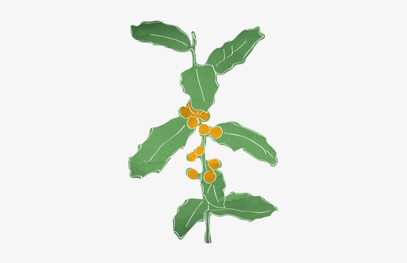 Plantas Medicinais Do Brasil, transparent png #1104521