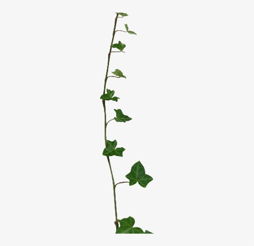 Ivy Clipart Transparent Pencil And In Color Ivy Clipart - Ivy, transparent png #1104569