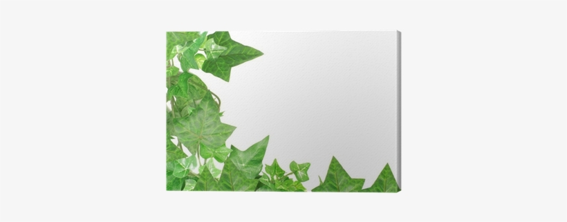 Maple Leaf, transparent png #1104622