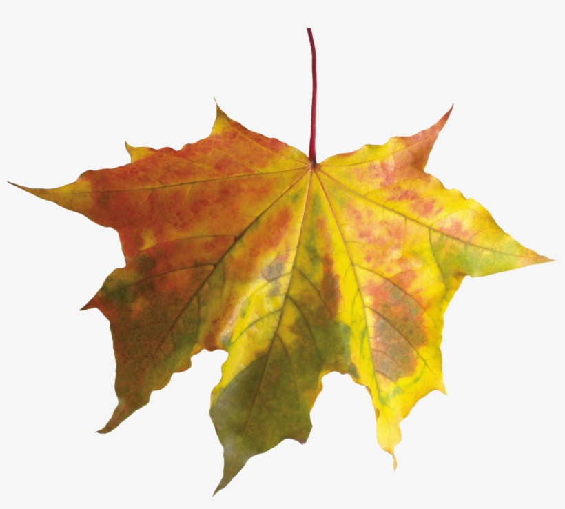 Autumn Leaves Png Image - Autumn Leaves Without Background, transparent png #1104744