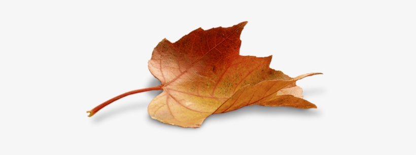 Autumn Flowers, Autumn Leaves, Autumn Fall, Fall Background, - Portable Network Graphics, transparent png #1104939