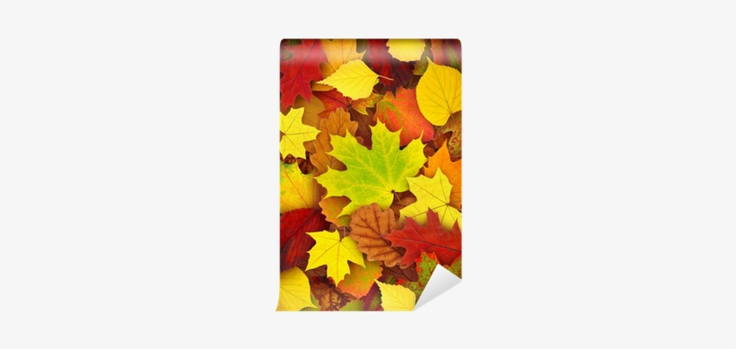 Leaf, transparent png #1105442
