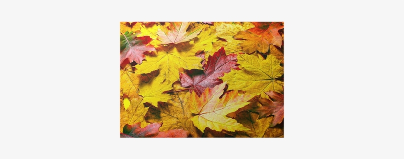 Photography, transparent png #1105809