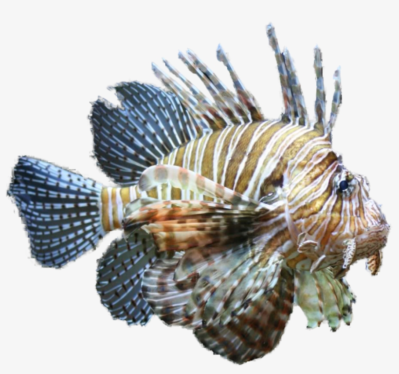 Lionfish Clipart Tropical Fish Clipart - Clip Art, transparent png #1106075