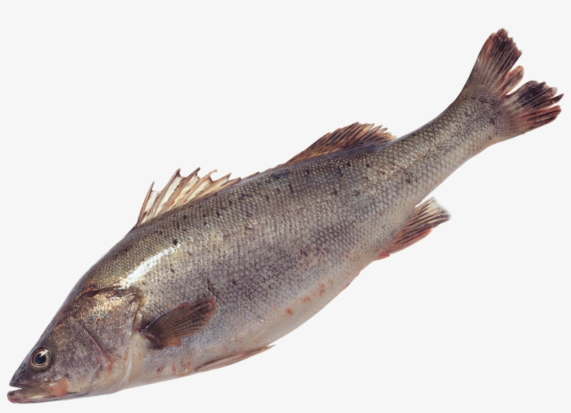 Transparent Background Fish Png, transparent png #1106338