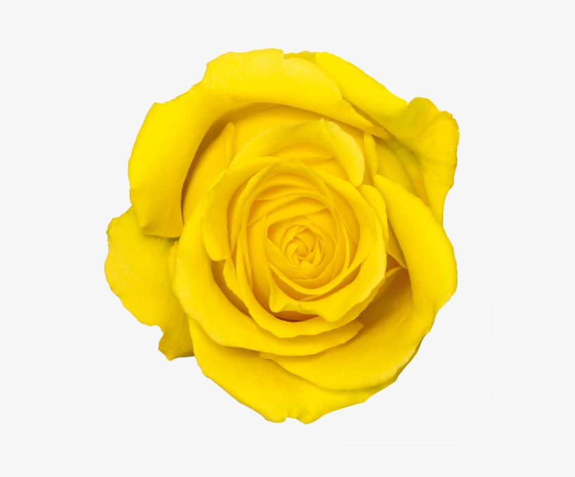 Fresh-ex Flowers - Portable Network Graphics, transparent png #1106445