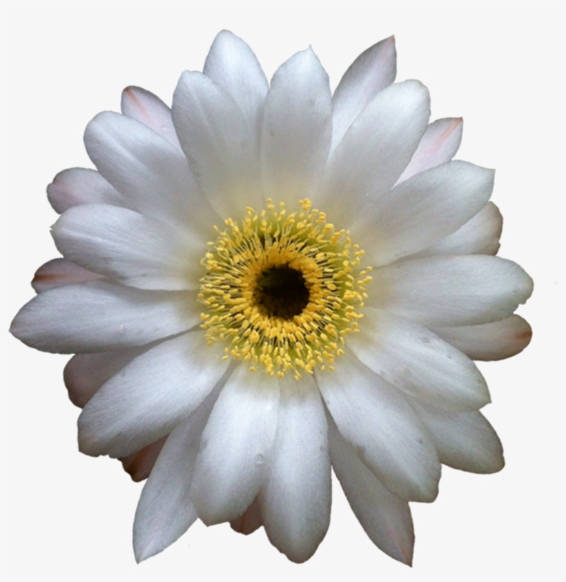 Cactus Flower Extracted - Cactus Flower Transparent Background, transparent png #1106934