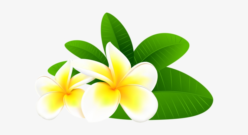 0, - Frangipani Png, transparent png #1107052