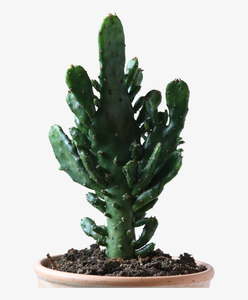 Png Download Cactus Free Icons And Backgrounds - Cactus Png, transparent png #1107212