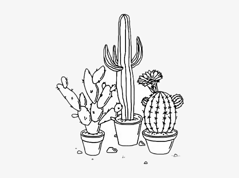 Cactus Aesthetic Plants Tumblr Outline Freetoedit Png - Cactus Drawings, transparent png #1107607