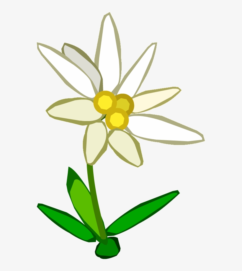 Everlasting Flower - Edelweiss Clipart, transparent png #1107708