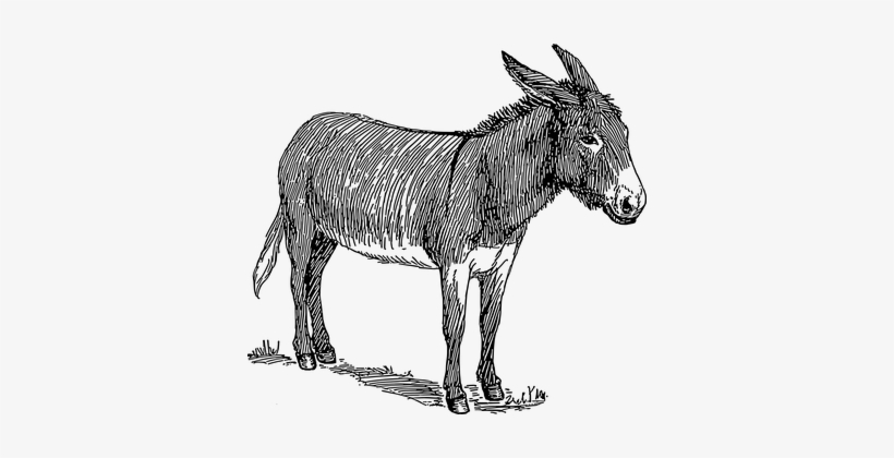 Cool Donkey sketch burro drawing democrat for Kids
