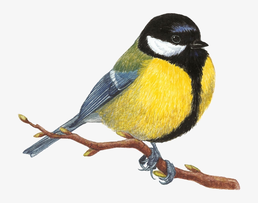Mesange Charbonniere Dessin Felt Birds, Birds 2, Watercolor - Kreslené Vtáky, transparent png #1110660