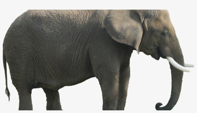 Elefante Africano De Bosque Imagenes, transparent png #1111271