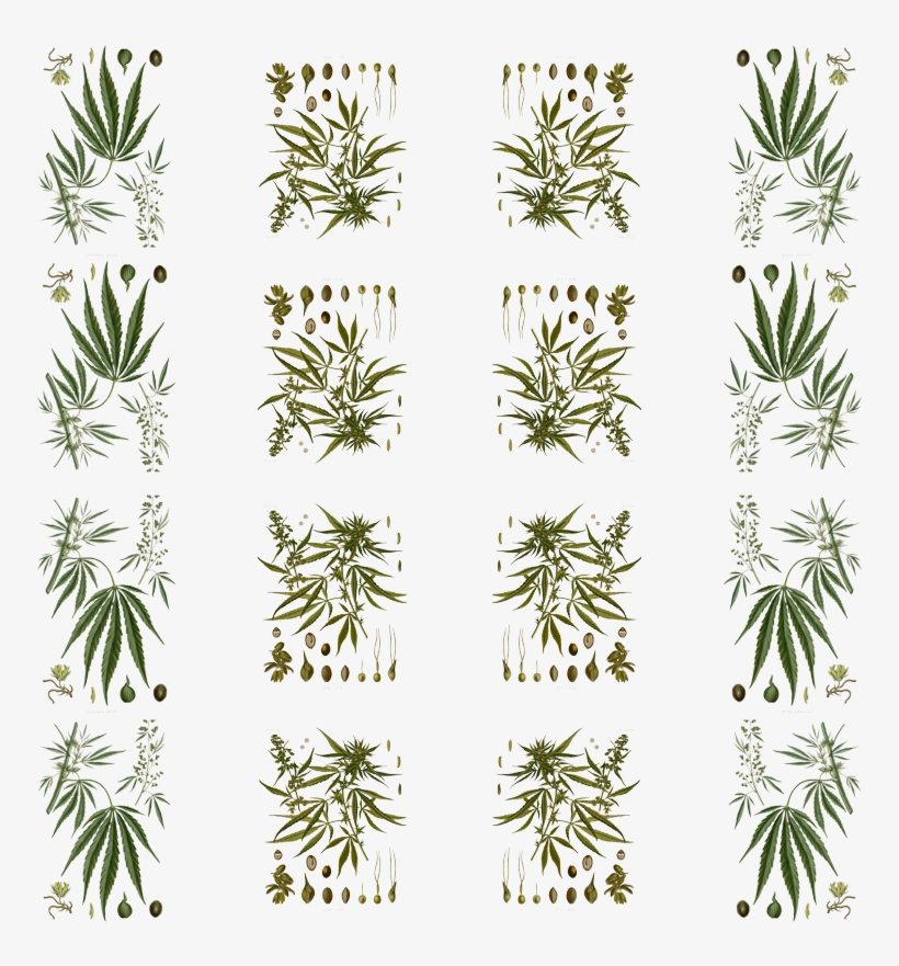 Cannabis Sativa, transparent png #1111851