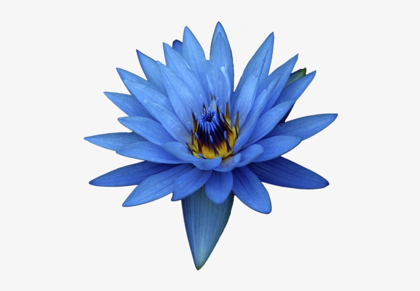 Blue Egyptian Water Lily - Swipe Konnect Star Plus Jet Black, 8 Gb, transparent png #1111902