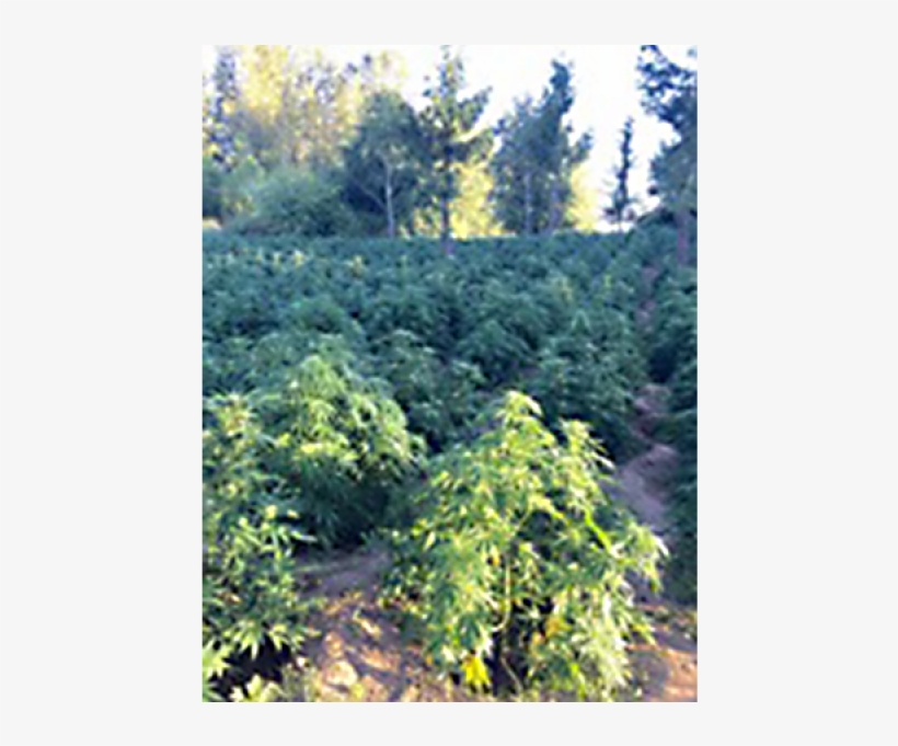 Huge Marijuana Bust Shows Illegal Pot Biz Still Big-0 - Yamhill County, Oregon, transparent png #1112227