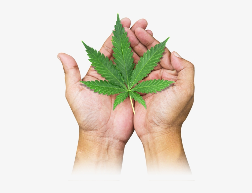 Marijuana Leaf, transparent png #1112386
