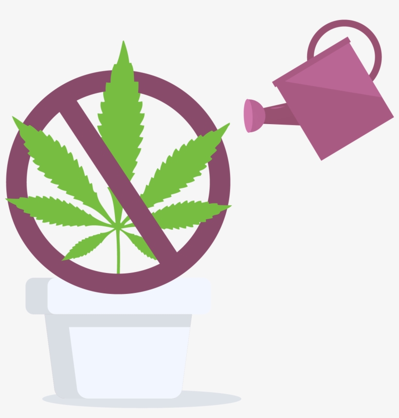 Cannabis Home Grow Is Prohibited In Quebec, Canada - Marijuana Leaf, transparent png #1112410