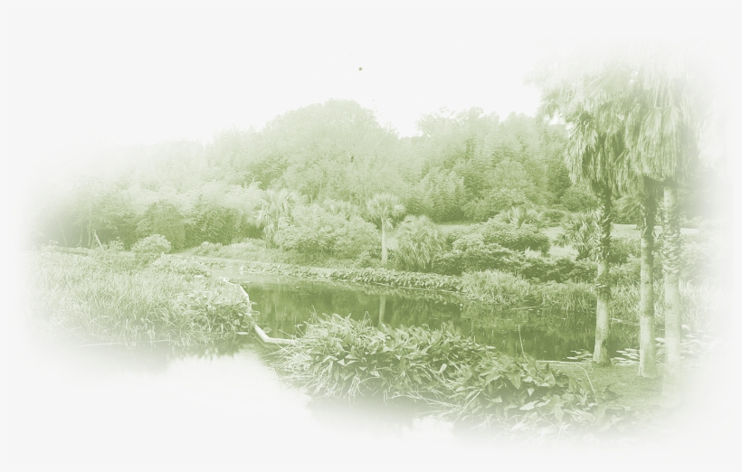Admission - Tree, transparent png #1112520
