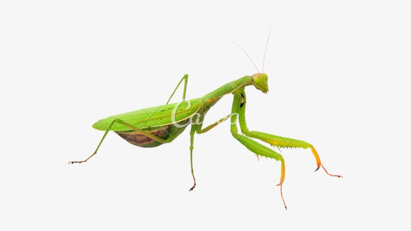 Mantis Png Transparent Image - Praying Mantis Png Transparent Background, transparent png #1113006