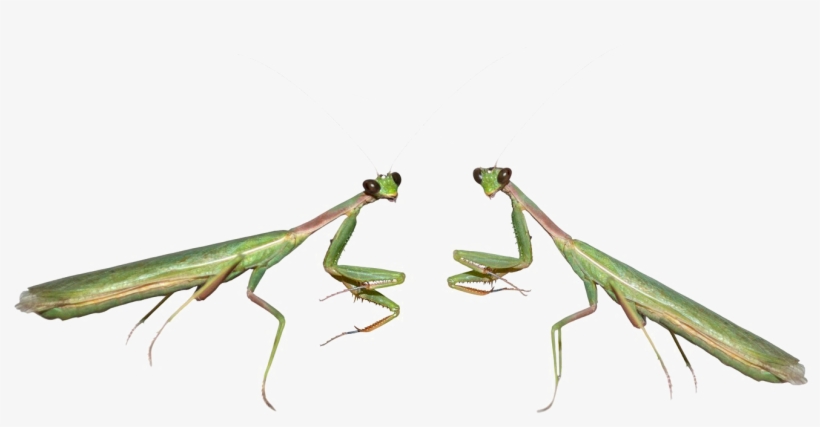Mantis Png - Portable Network Graphics, transparent png #1113024