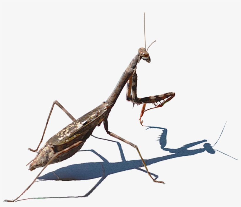 Mantis Png Hd Image - Mantidae, transparent png #1113303
