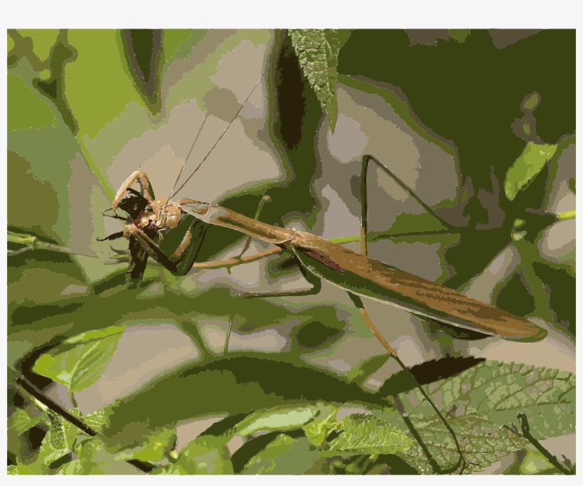 This Free Icons Png Design Of The Mantis Which Eats, transparent png #1113465
