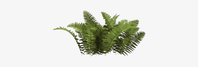 Arbusto Helecho - Bush Png, transparent png #1113489