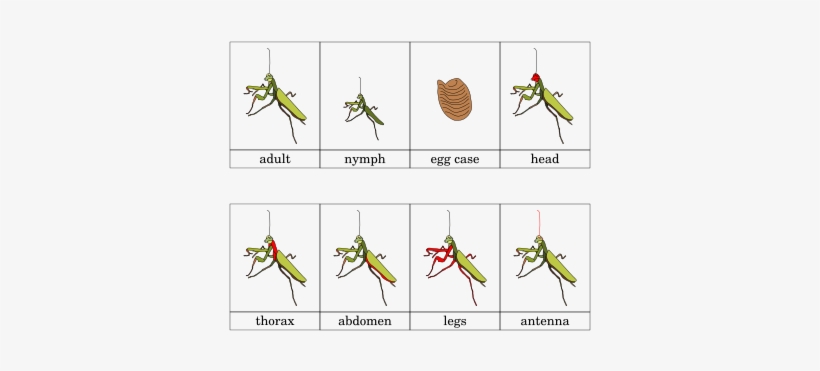 Mantis, transparent png #1113534