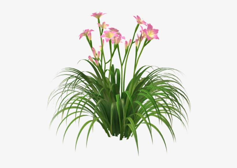 Photo B1d9cbaa A1ec D38c C9c2 A4bed717c613 Zps588875d9 - Flower, transparent png #1113706