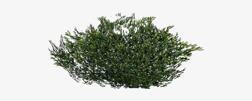 Arbusto 3d - Arbusto - Portable Network Graphics, transparent png #1113725