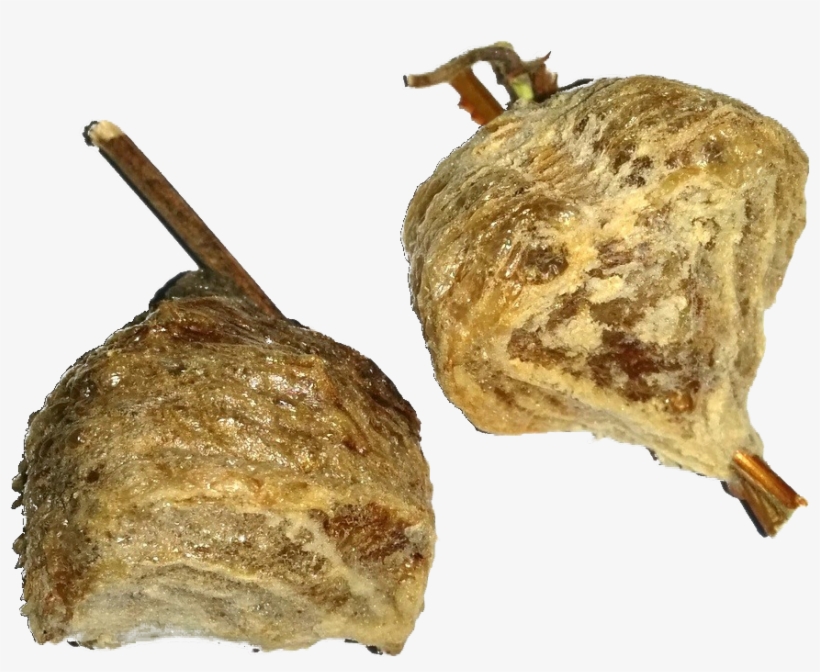 Chinese Mantis - Praying Mantis Egg Case (comes With 2 Egg Cases), transparent png #1113813