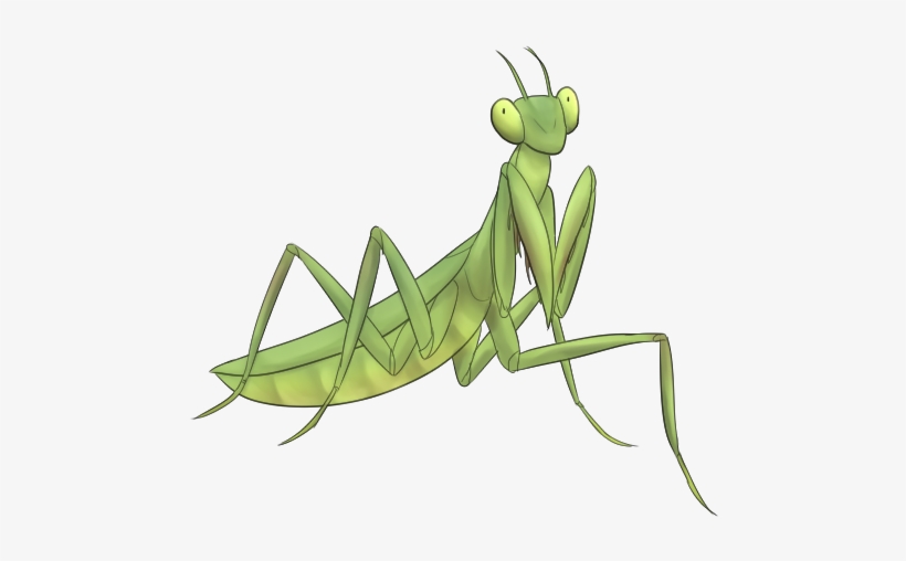 Drawing Insect Praying Mantis Vector Free Stock - Drawing, transparent png #1114024