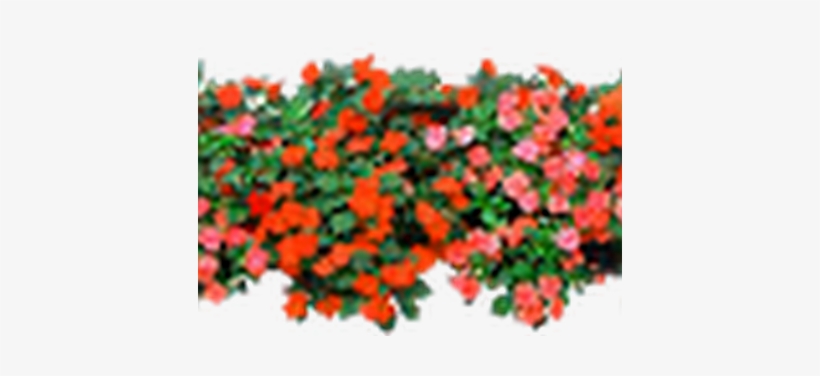 Jardin De Flores Png, transparent png #1114137