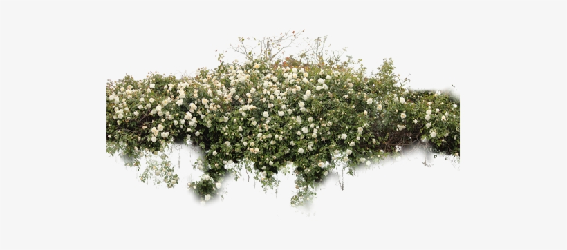 Bushes Sticker - Bushes Png - Free Transparent PNG Download - PNGkey