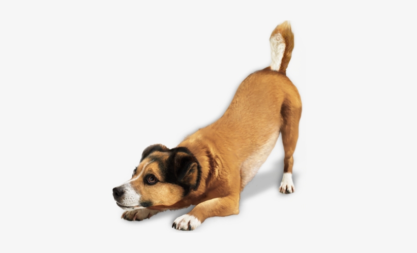 Cachorro Animal Freetoedit Cachorrofofo Cachorrofeliz - Png Dog, transparent png #1116755