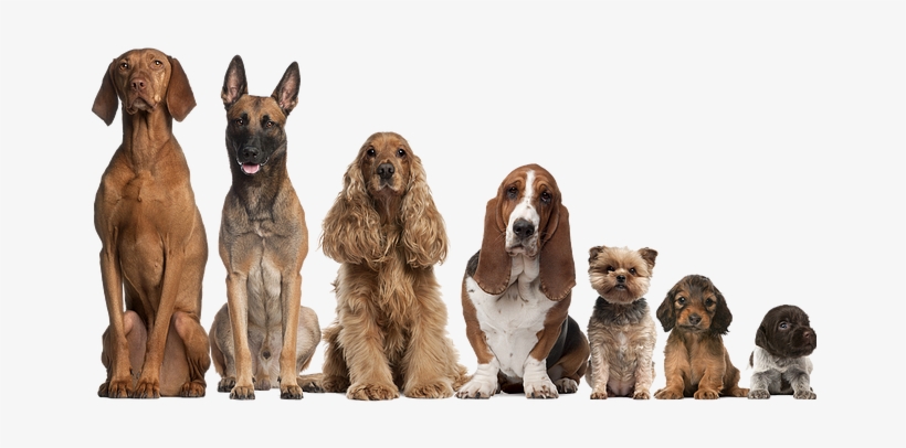 Encontre Aqui Todas As Provas E Exposições Caninas - Carlson Tackle Carlson Pro-pets Royal Door Mount Large,, transparent png #1116844