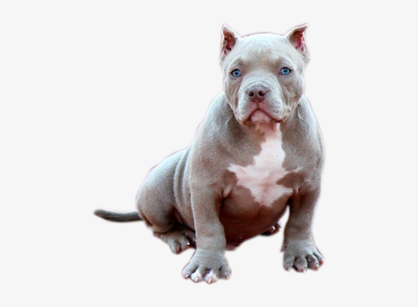 Cachorro - American Bully Png, transparent png #1116928