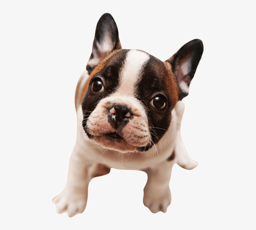 Shampoo Filhotes - French Bulldog, transparent png #1117005