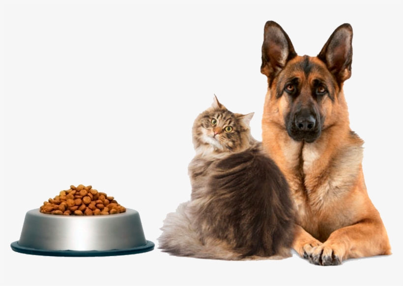 A Escolha Do Melhor Alimento Ou Ração Para Cachorro - Bonbonne Happy Belly Digestive Supplement - Probiotic, transparent png #1117052