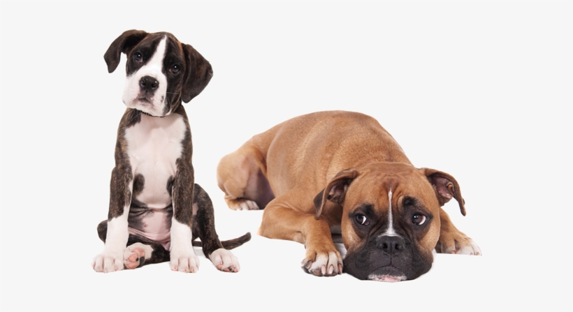 Socialización Del Cachorro - Puppy Dog - Boxer Mouse Pad, transparent png #1117119