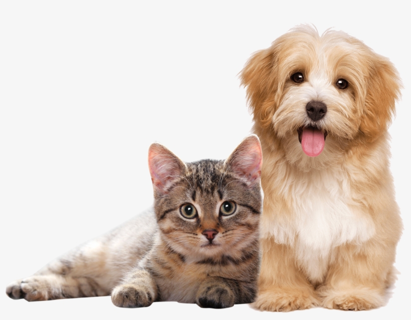 Petbrilho Es Apoyadora Del Instituto Ayrton Senna, - Havanese Dog, transparent png #1117306