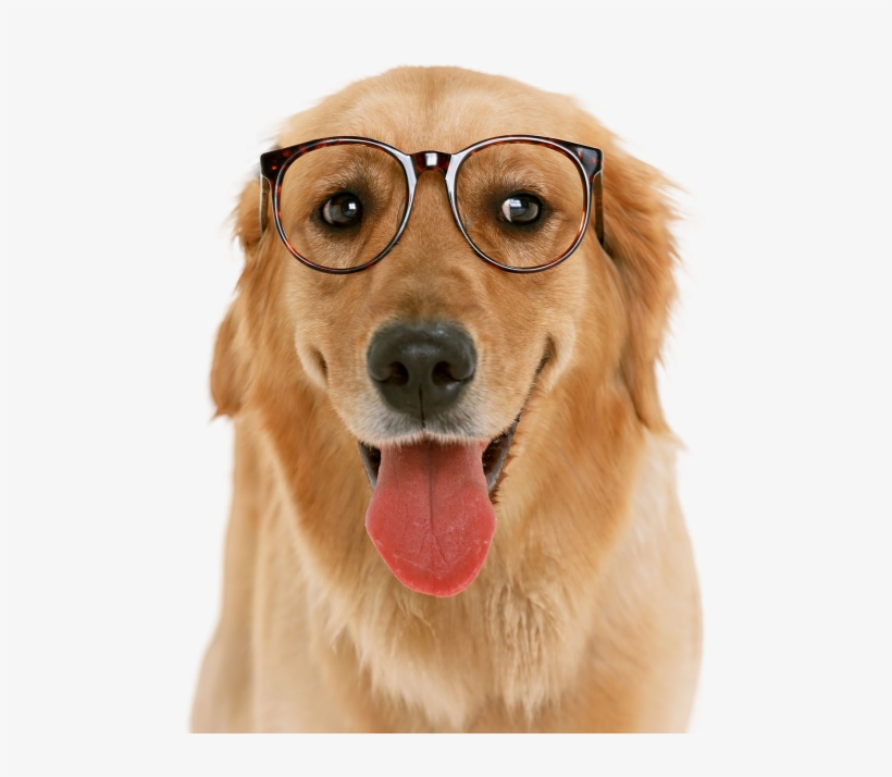 Cachorro - Dog Glasses Png, transparent png #1117350