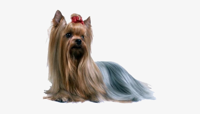 Yorkshire Terrier Foro1 - Inmmotion Silky Terrier Ring, Sterling Silver Ring,, transparent png #1117570