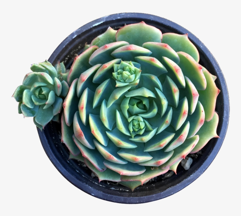 Orange Glow - Ramillette, transparent png #1117940